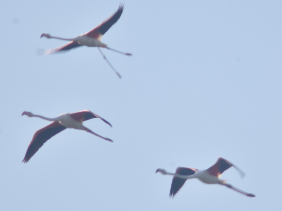 Greater Flamingo - Metin Güzeliş