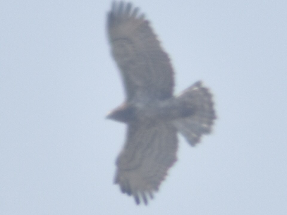 Short-toed Snake-Eagle - Metin Güzeliş