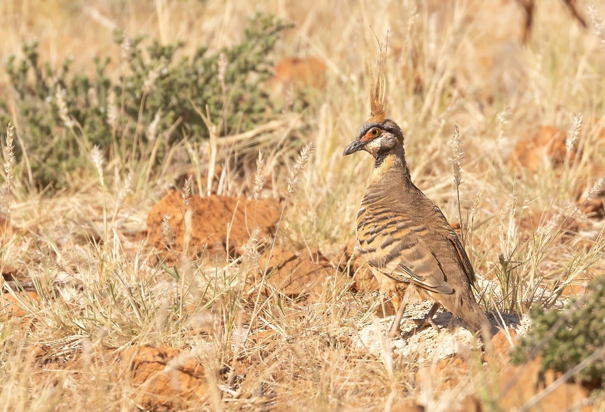 Spinifex Pigeon - ML609199818