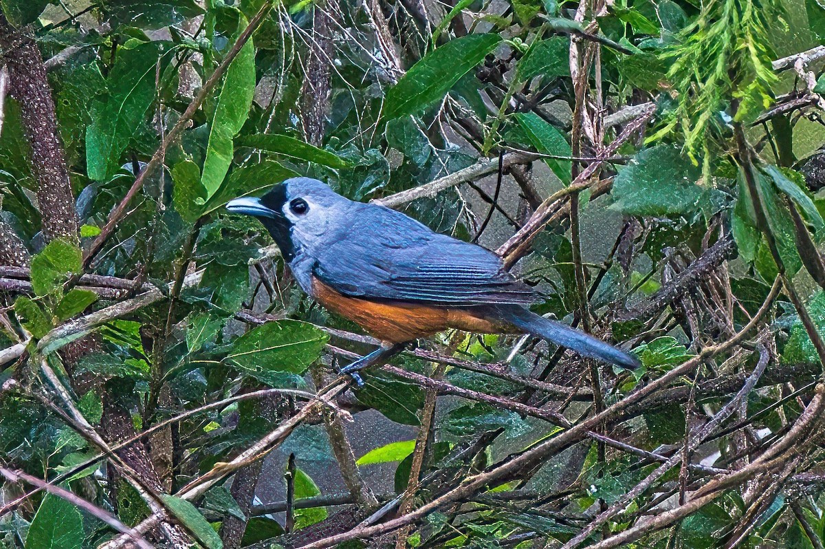 Black-faced Monarch - ML609199938