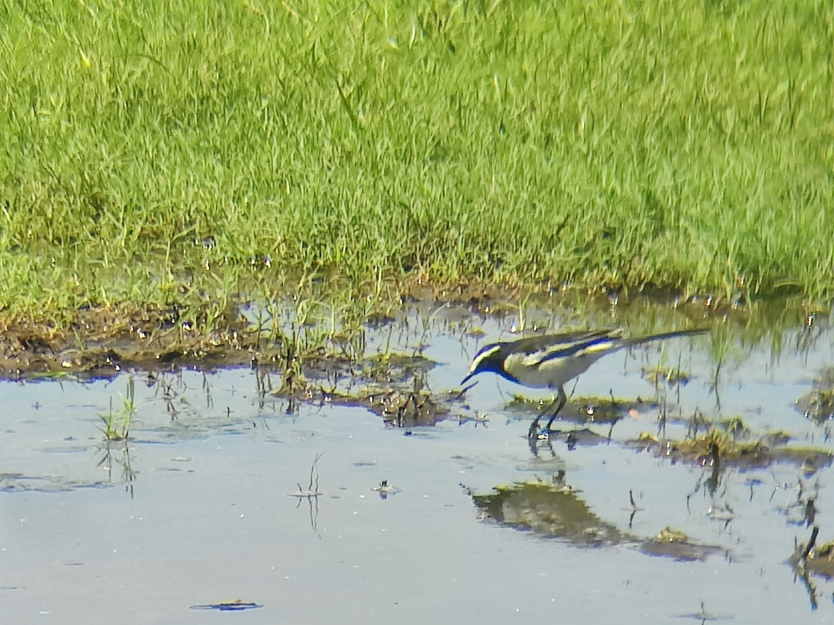 White-browed Wagtail - ML609200085