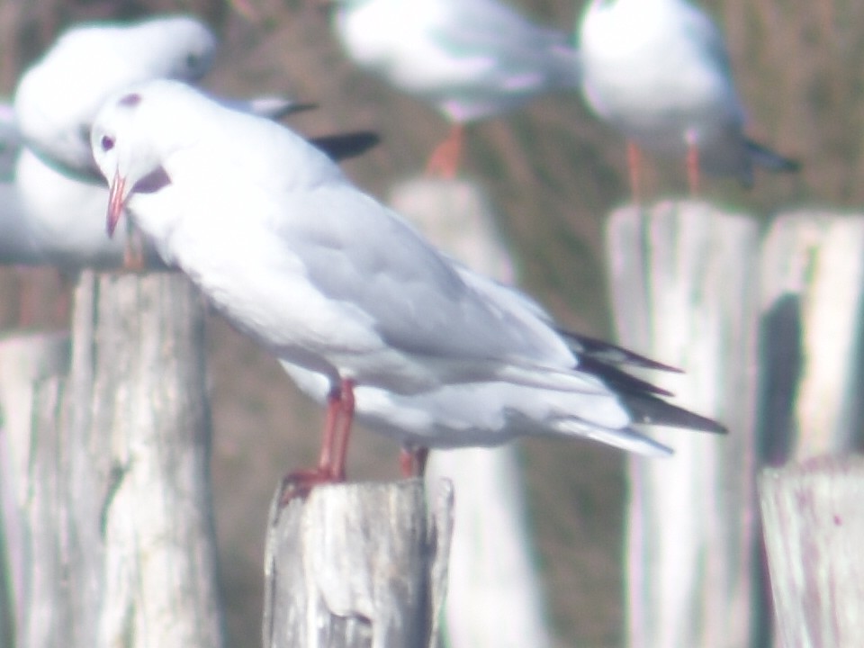 Black-headed Gull - ML609200133