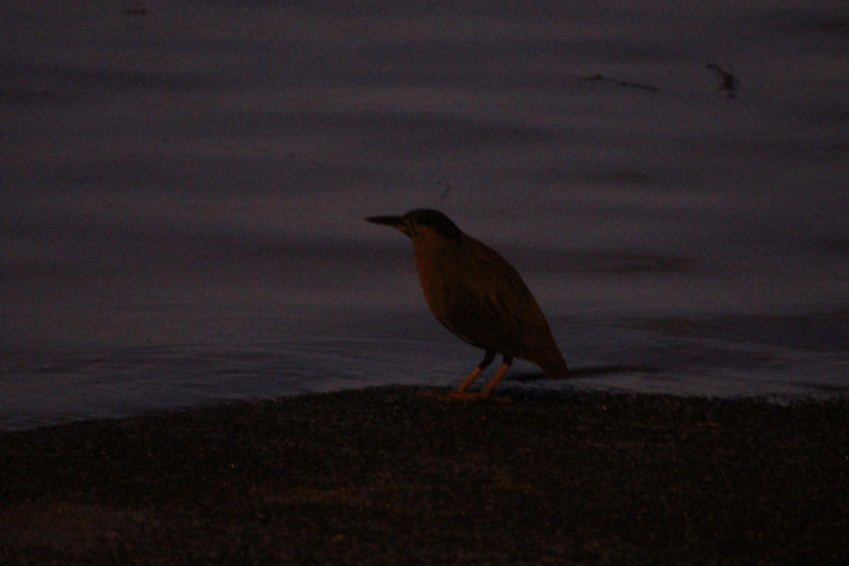 Striated Heron - ML609200152