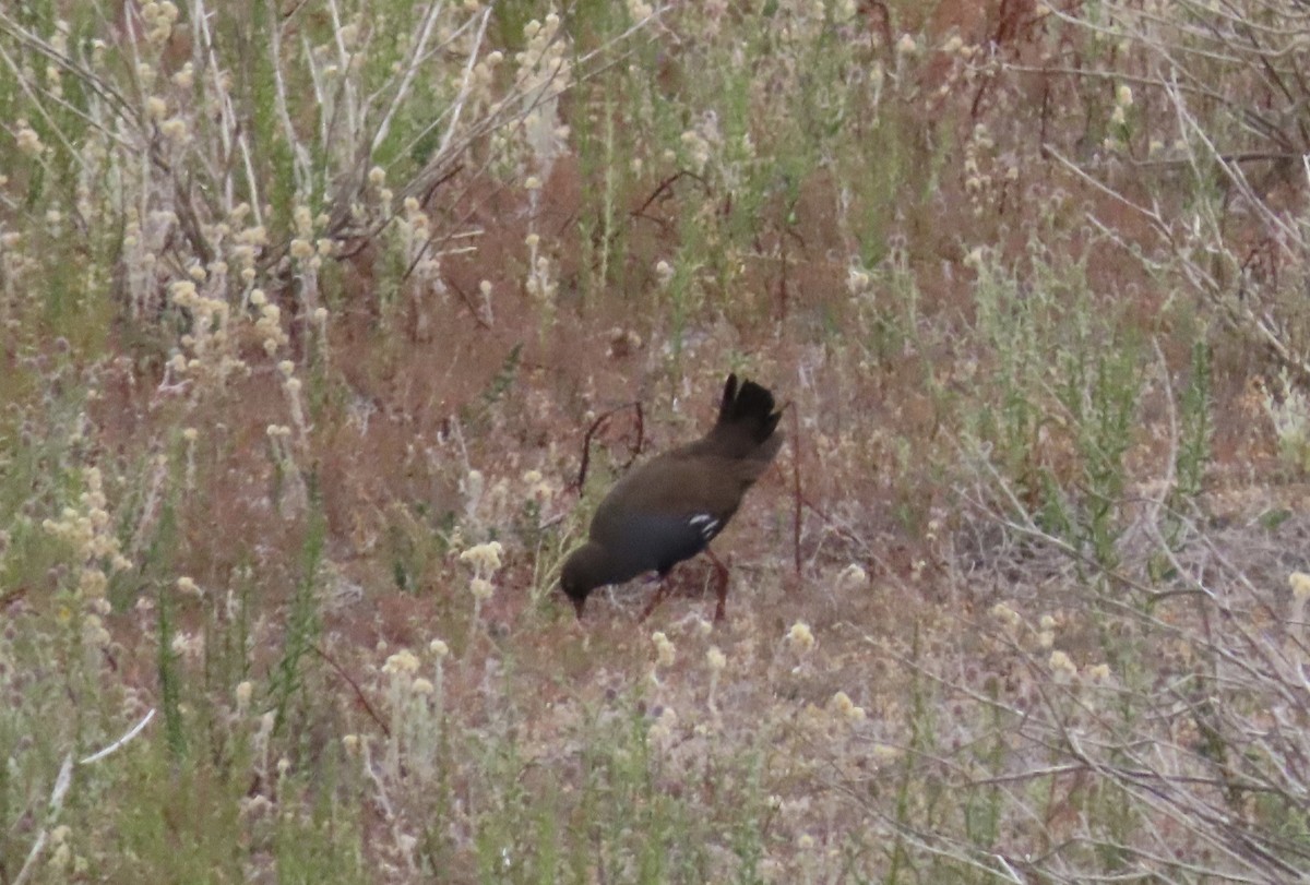 Black-tailed Nativehen - ML609200155