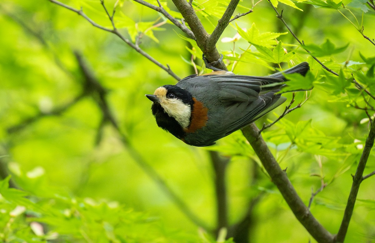 Varied Tit - Forest Botial-Jarvis