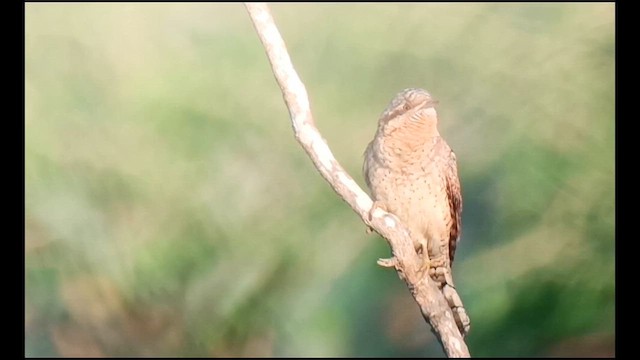 Eurasian Wryneck - ML609200217