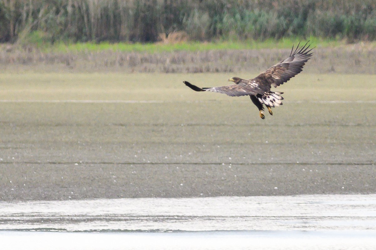 White-tailed Eagle - Maria Ulanova