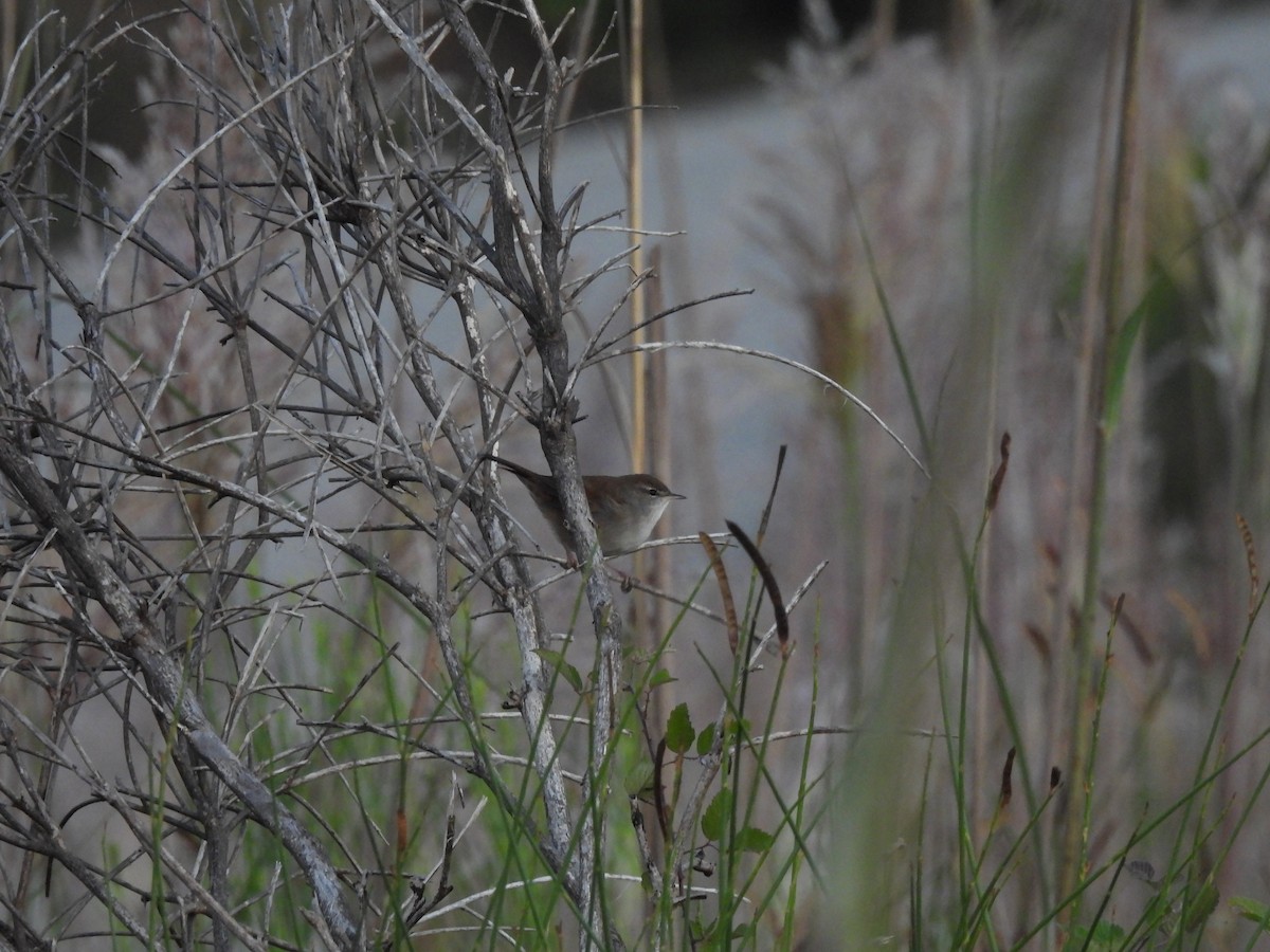 Cetti's Warbler - ML609200259