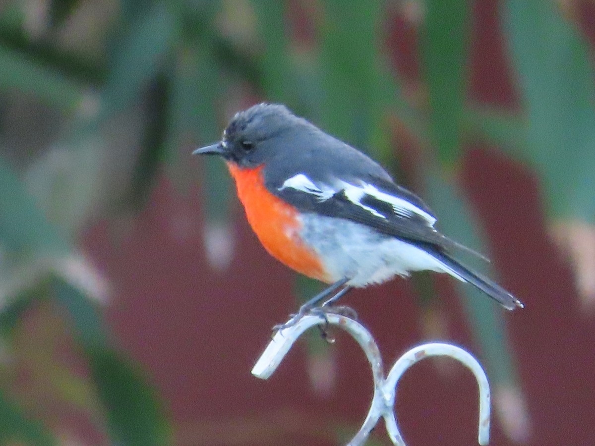 Flame Robin - Alistair Campbell