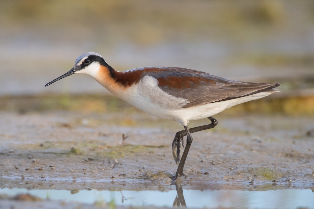 Wilson's Phalarope - County Lister Brendan