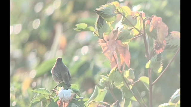 Bluethroat - ML609200323