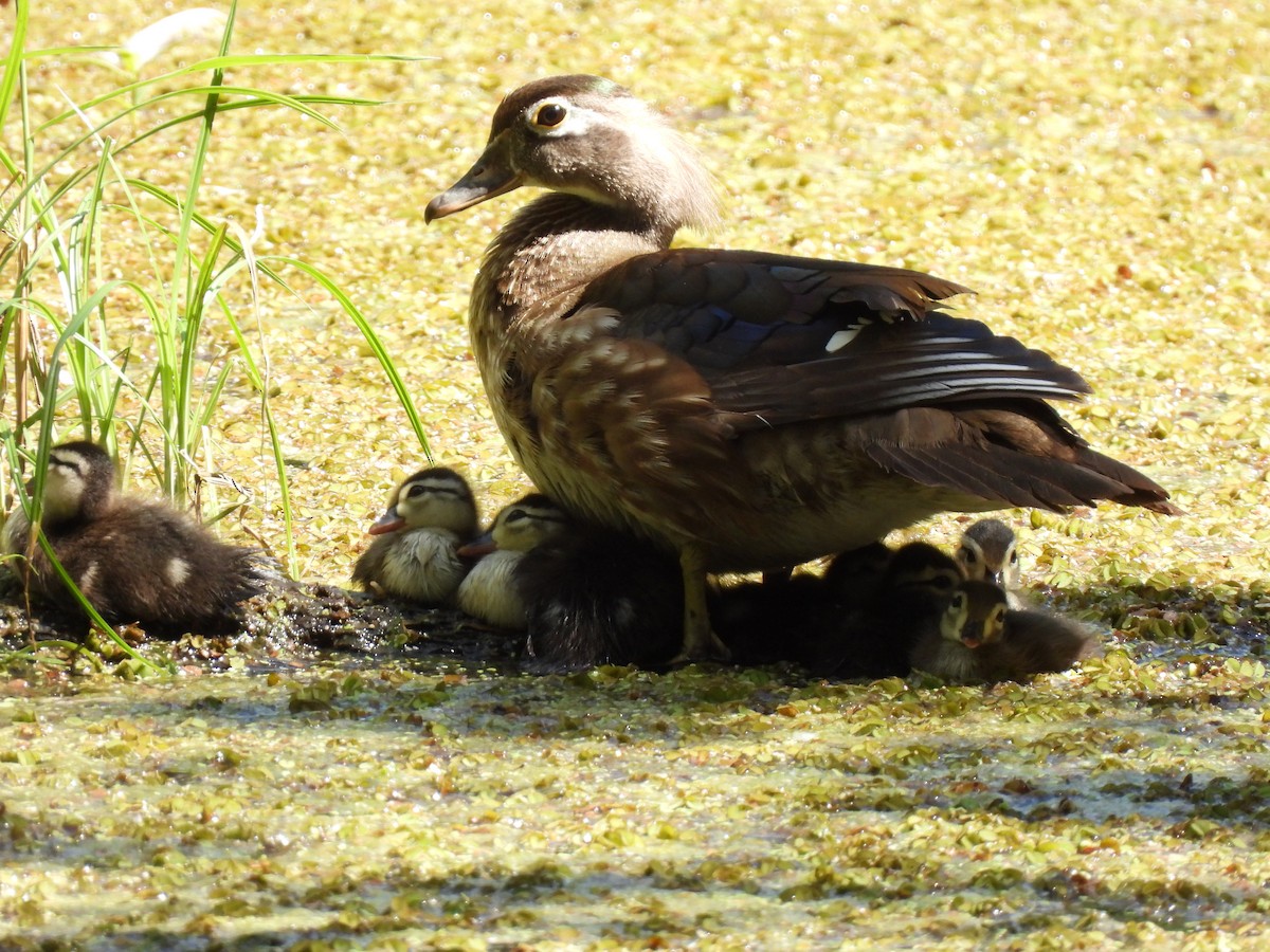 Wood Duck - ML609200325