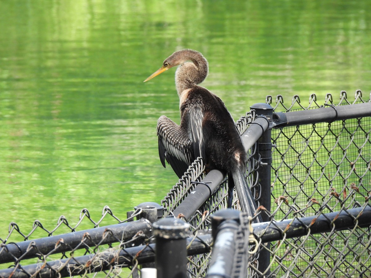 Anhinga d'Amérique - ML609200335