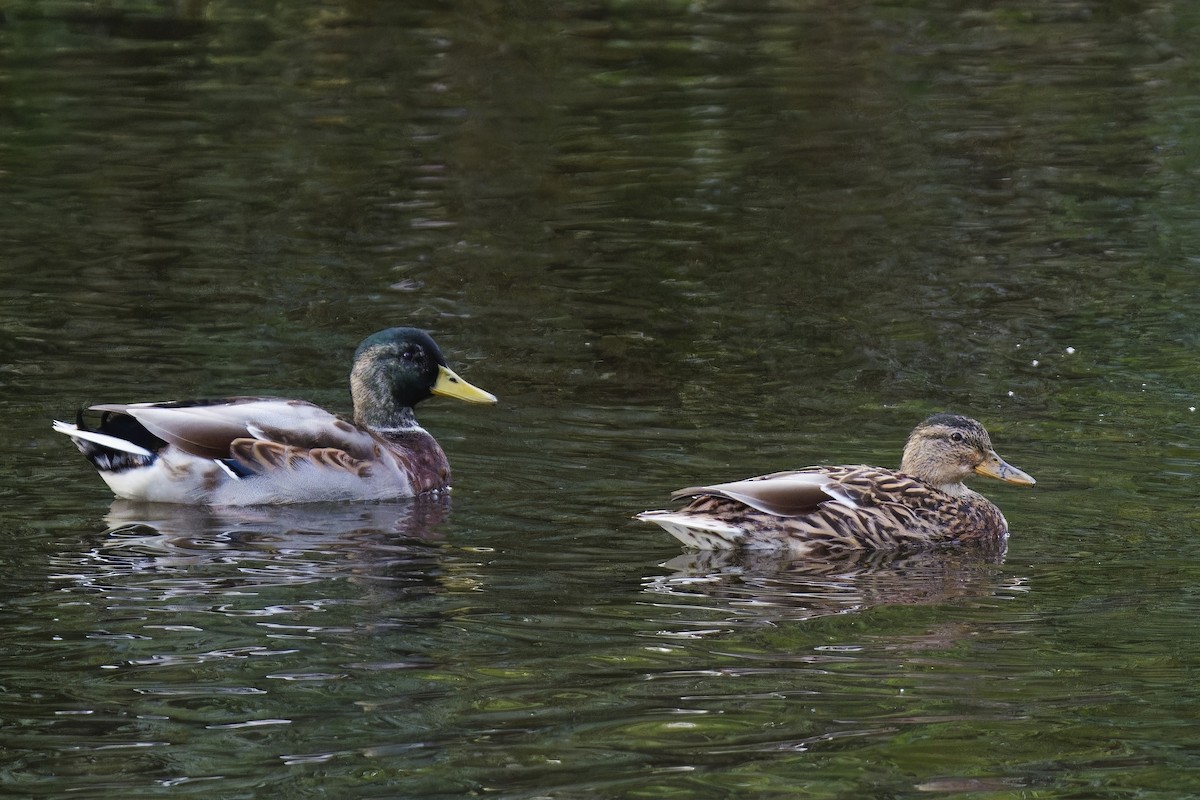 Canard colvert - ML609200339