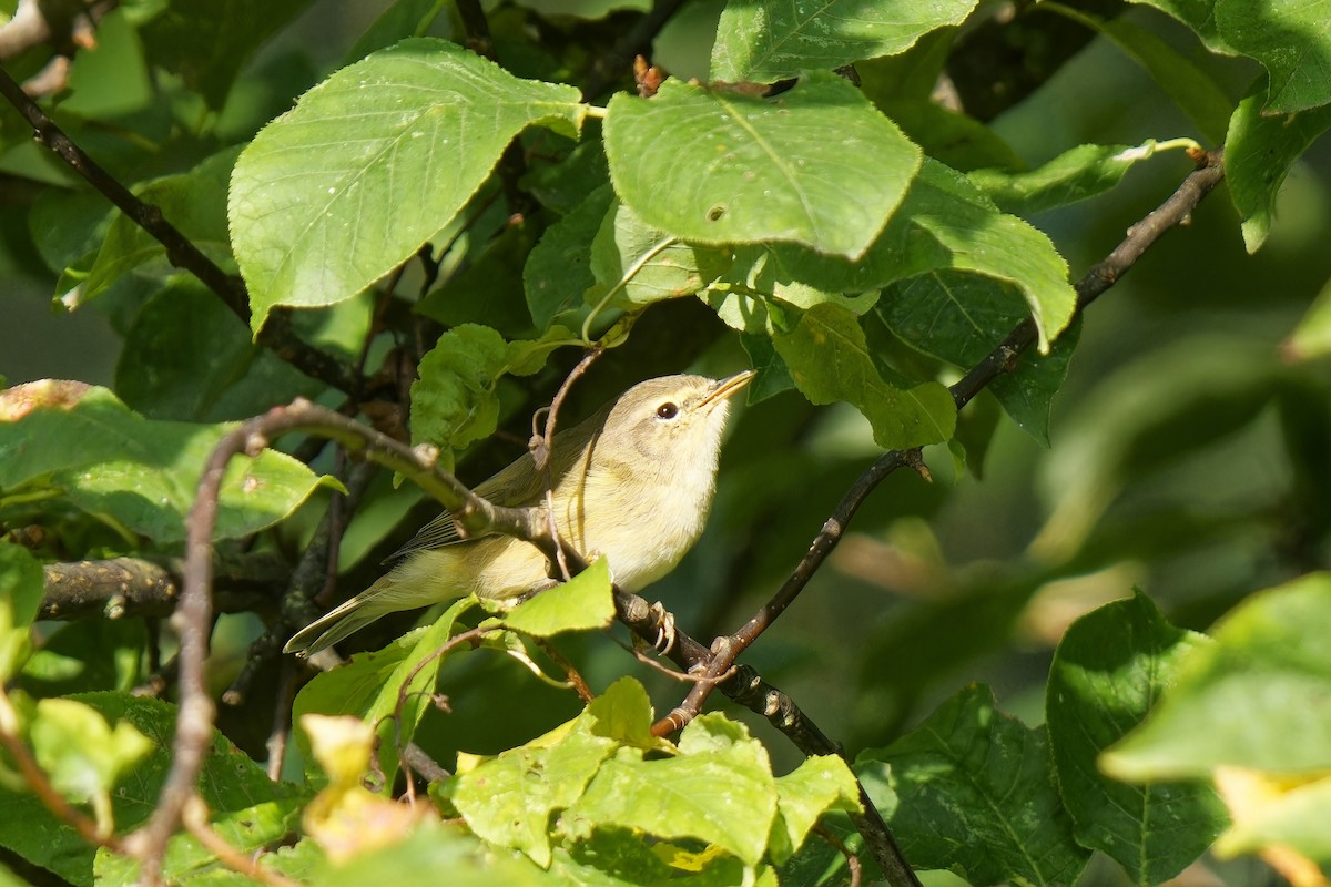 Common Chiffchaff - ML609200354