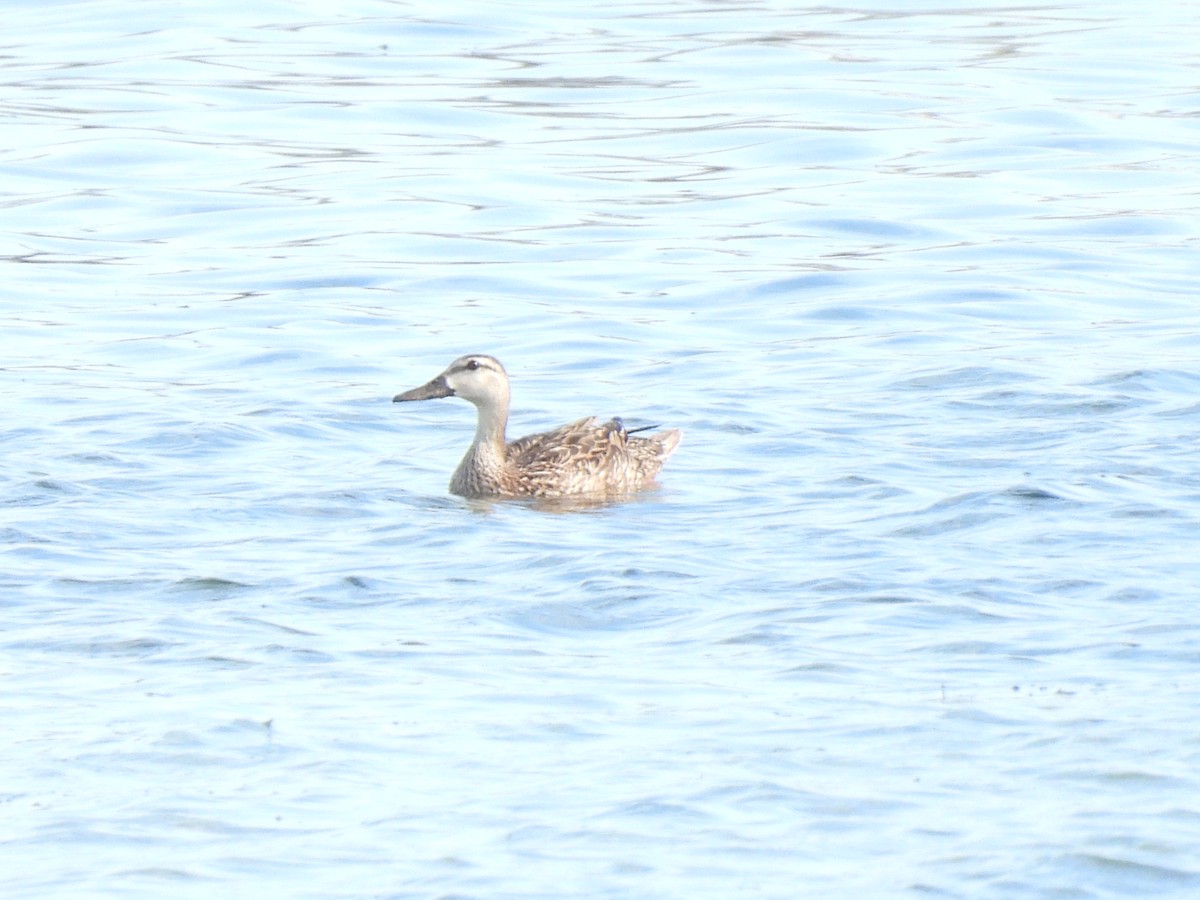 Mottled Duck - ML609200375