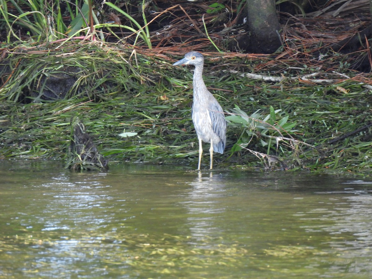 Yellow-crowned Night Heron - ML609200413