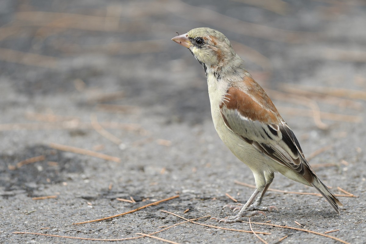 Plain-backed Sparrow - ML609200423