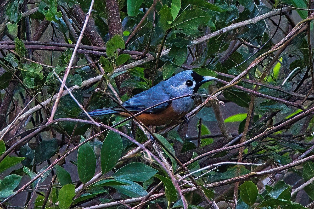 Black-faced Monarch - ML609200427