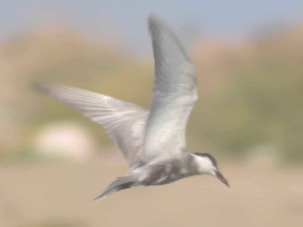 Whiskered Tern - ML609200435