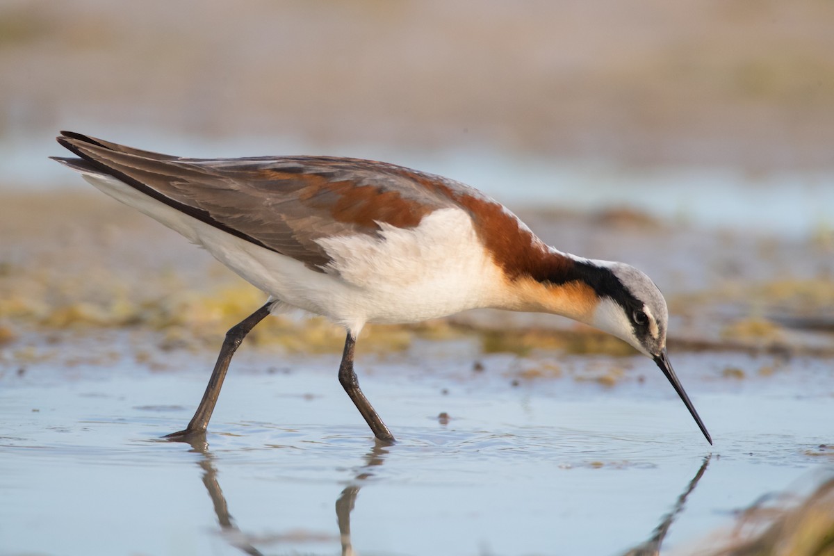 Phalarope de Wilson - ML60920051