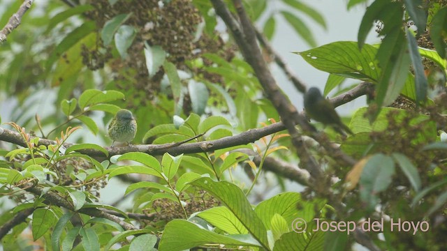 Spotted Tanager - ML609200516