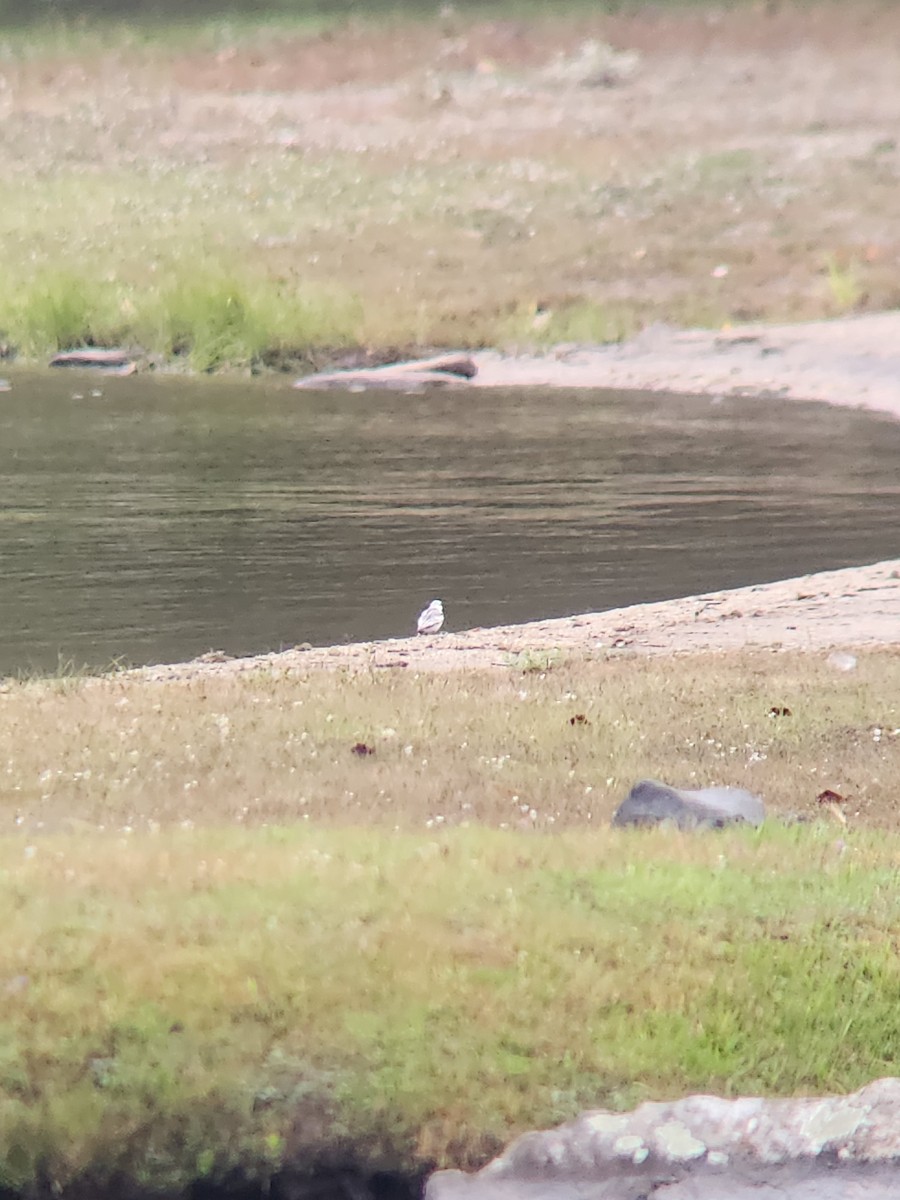 Sanderling - ML609200559