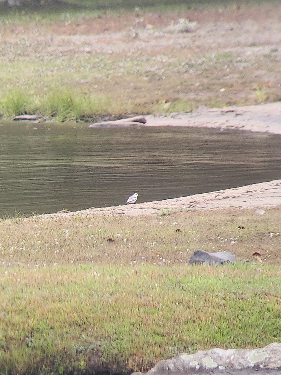 Sanderling - ML609200560