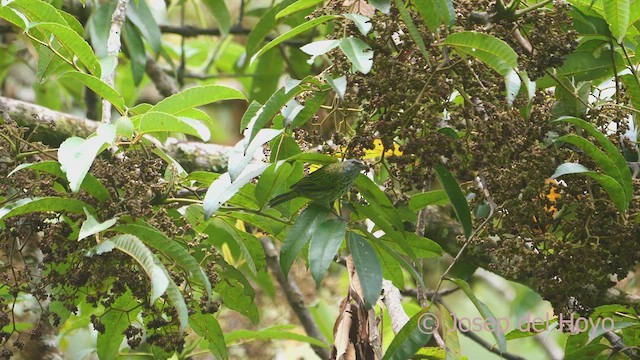 Spotted Tanager - ML609200611