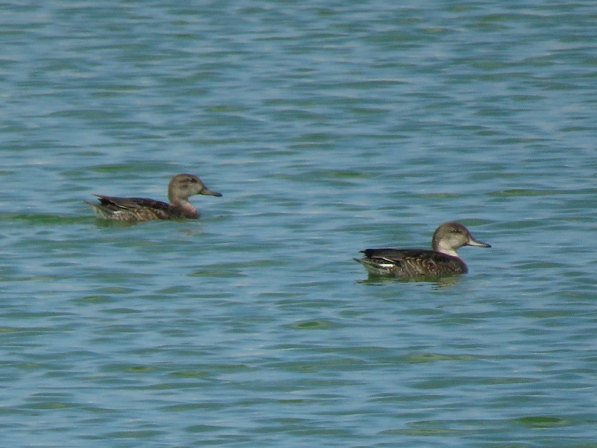 Zertzeta arrunta (eurasiarra) - ML609200618