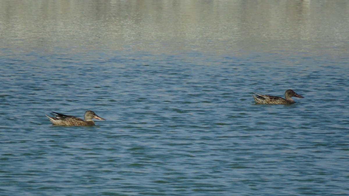 Northern Shoveler - Daniel Melamed