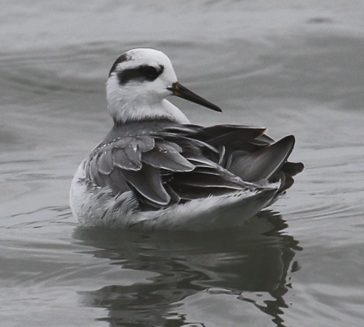 Red Phalarope - ML609200676