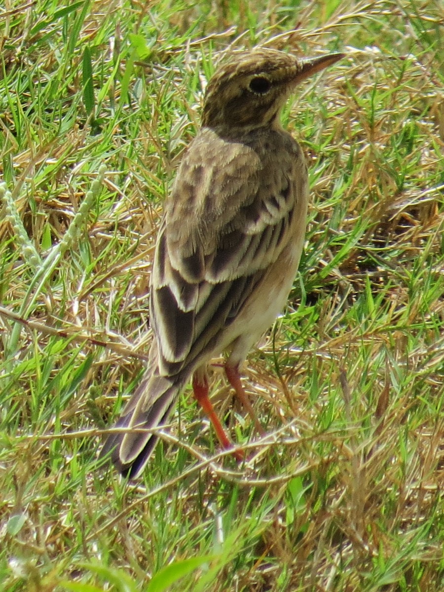 Paddyfield Pipit - ML609200696