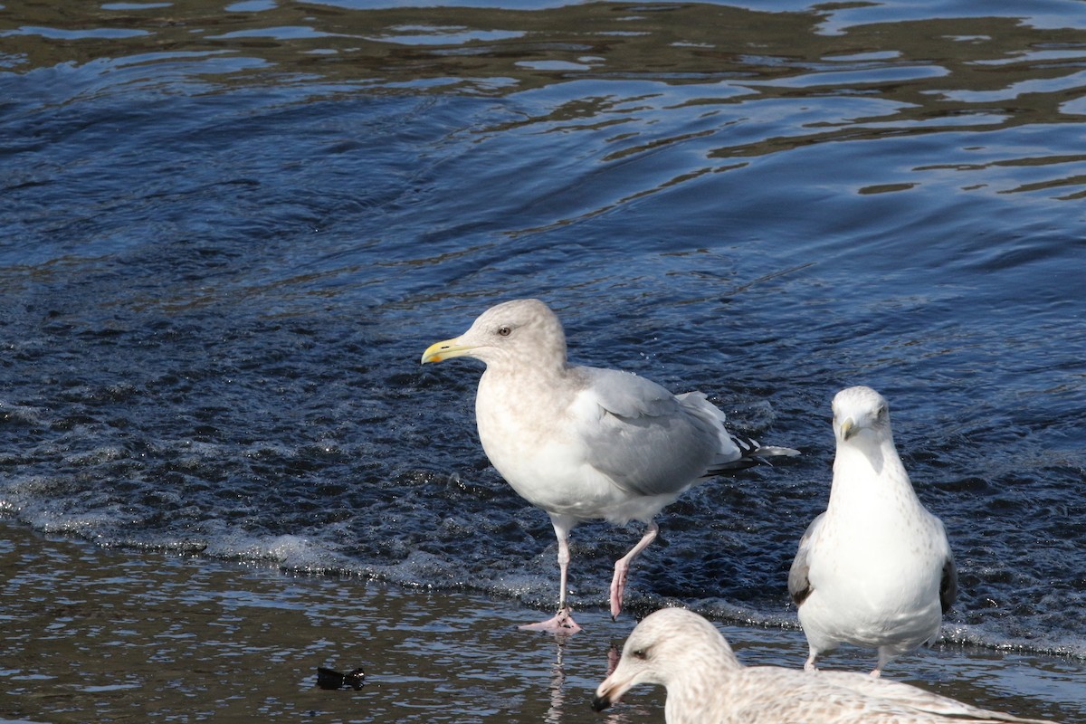 Iceland Gull (Thayer's) - ML609200731