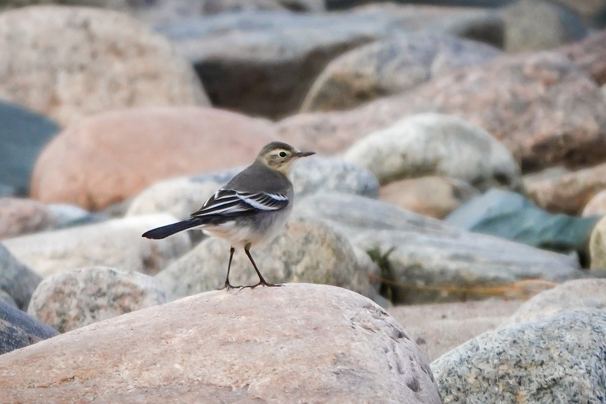 Citrine Wagtail - ML609200847