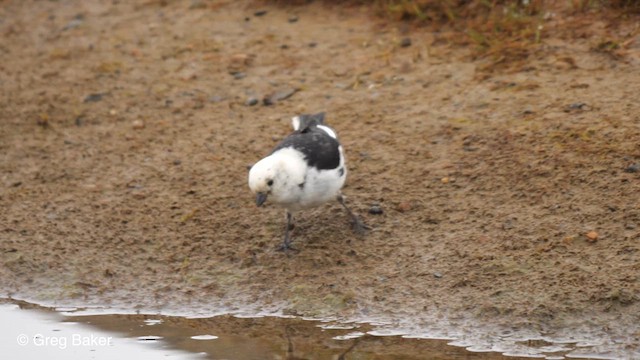 Snow Bunting - ML609200941