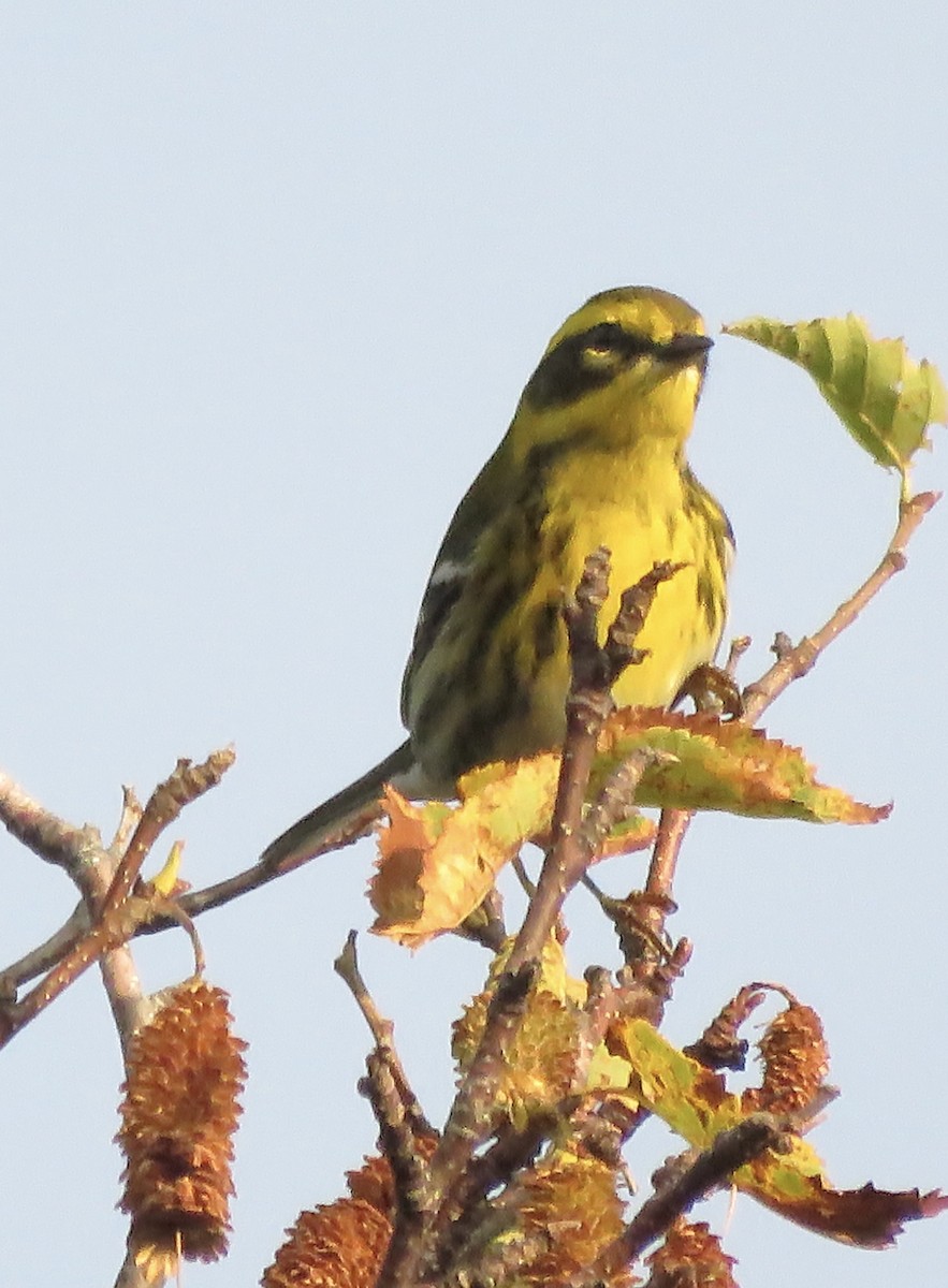 Townsend's Warbler - John Brattey