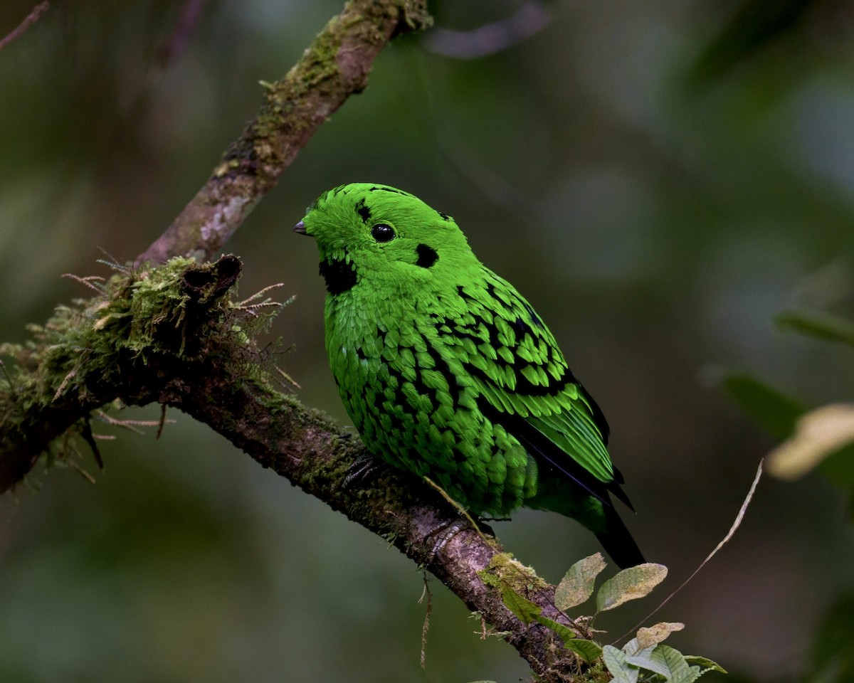 Whitehead's Broadbill - Robert Hackel