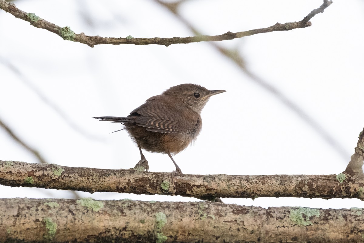 House Wren - Scott Dresser