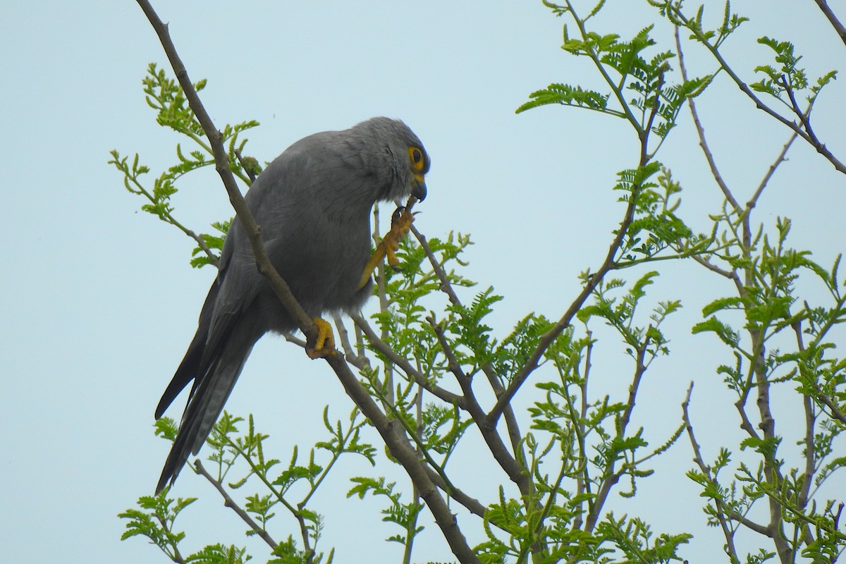 Gray Kestrel - ML609201231