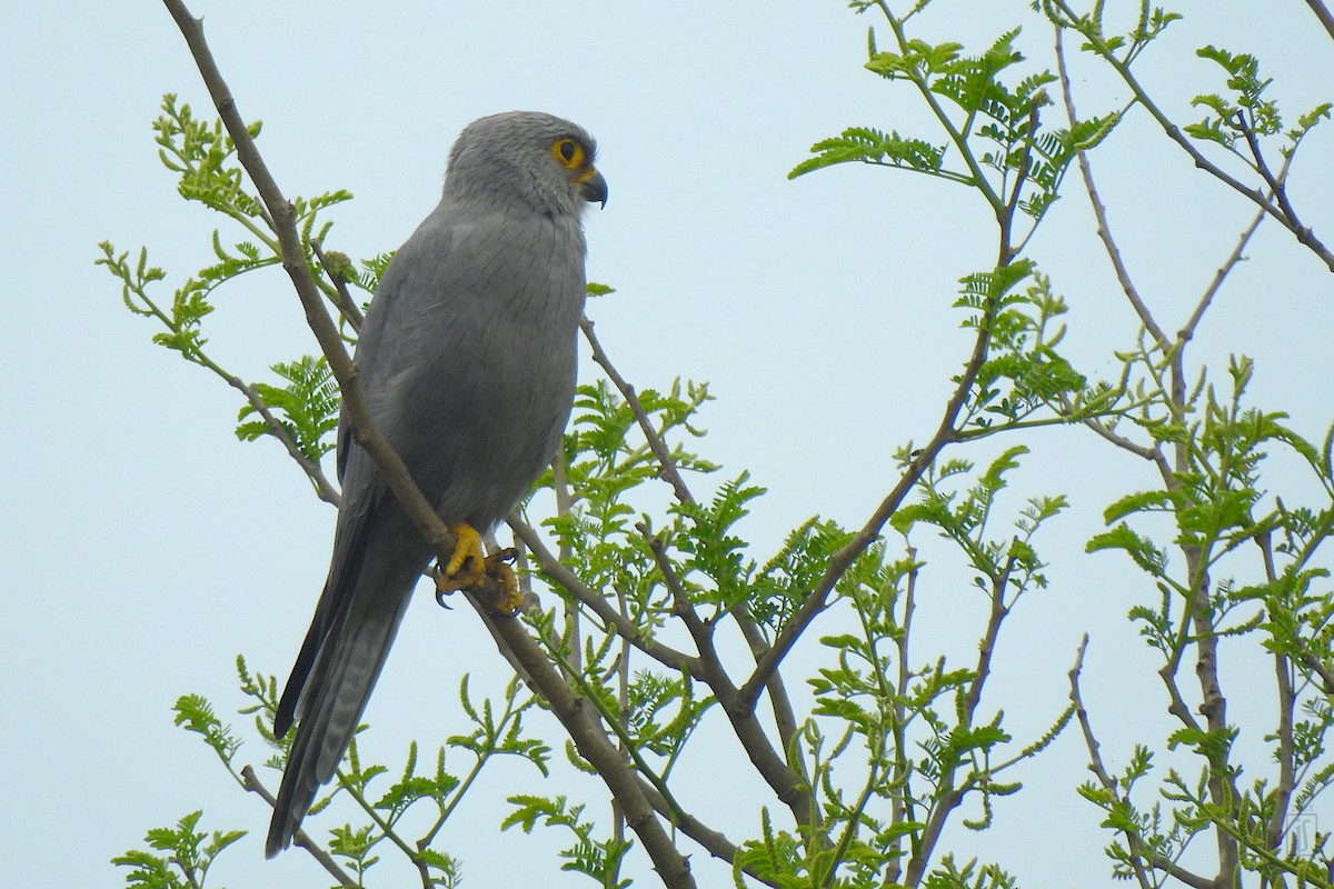 Gray Kestrel - ML609201233