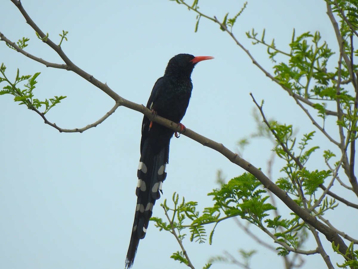 Green Woodhoopoe - ML609201239