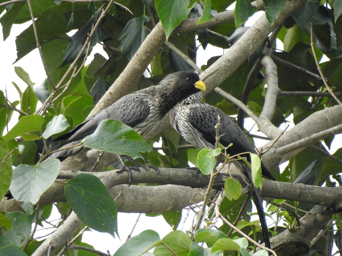 Western Plantain-eater - ML609201250