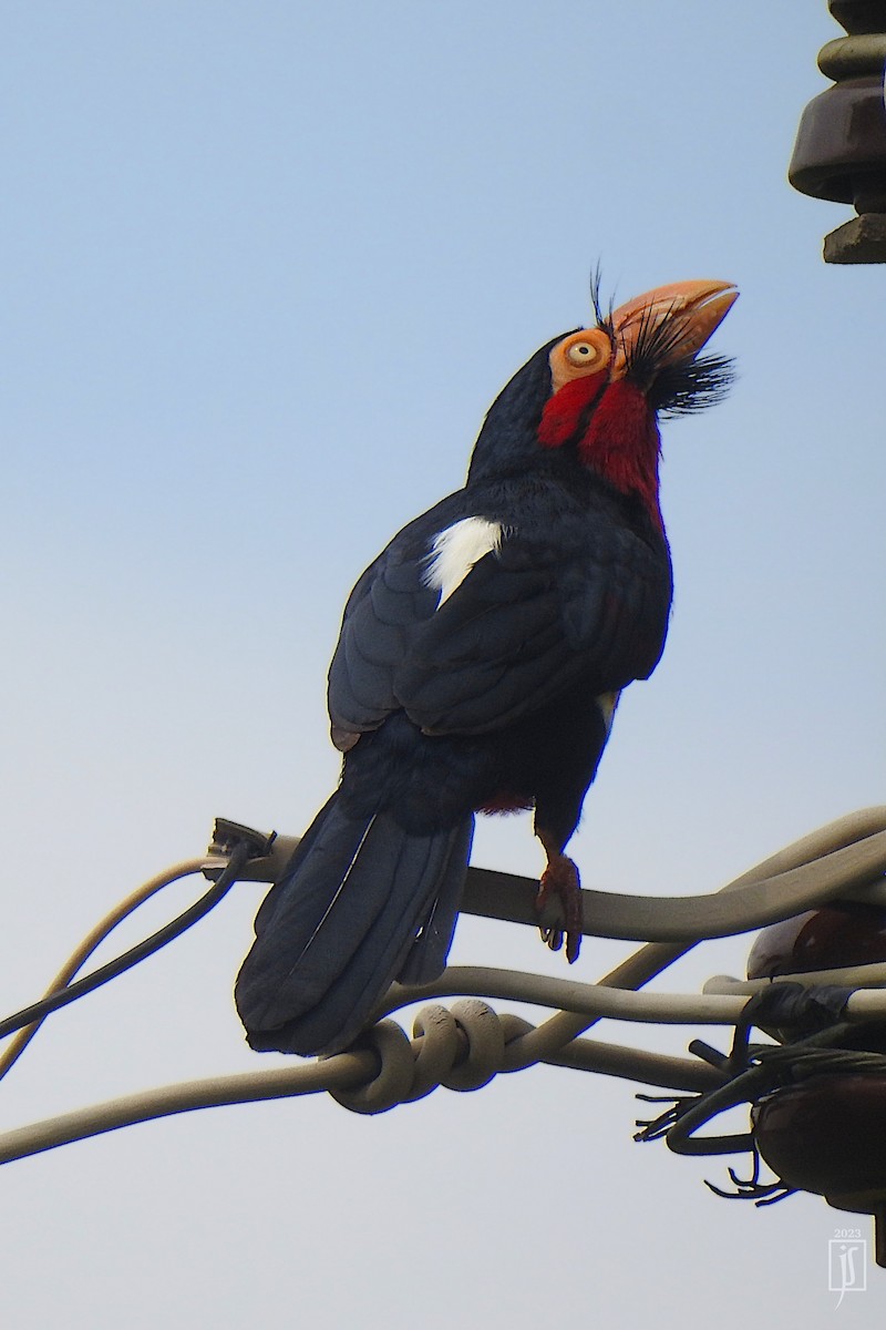 Bearded Barbet - ML609201262