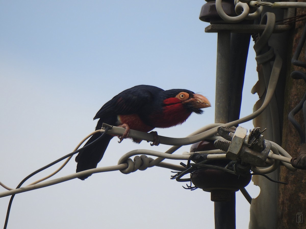 Bearded Barbet - ML609201263