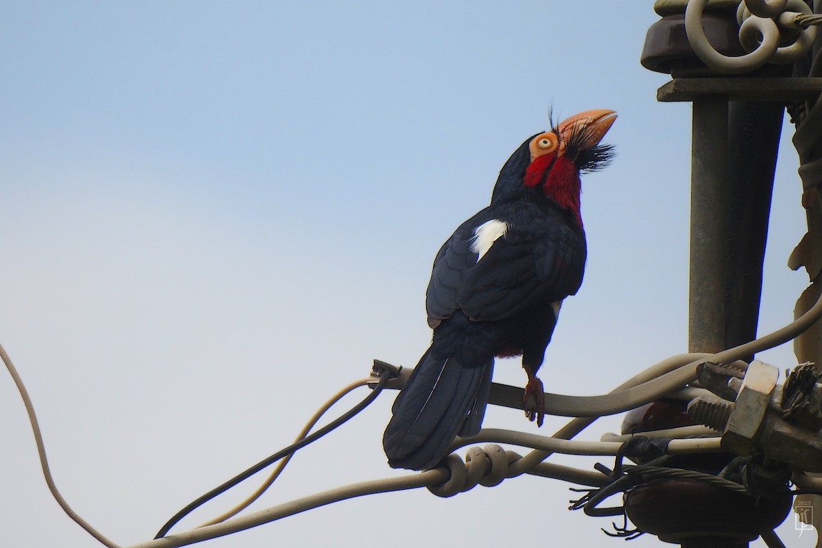 Bearded Barbet - ML609201264