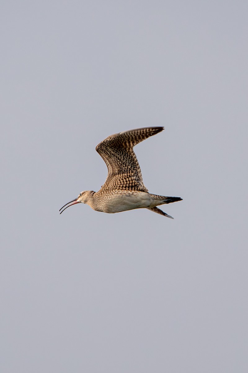 Whimbrel (Hudsonian) - ML609201332