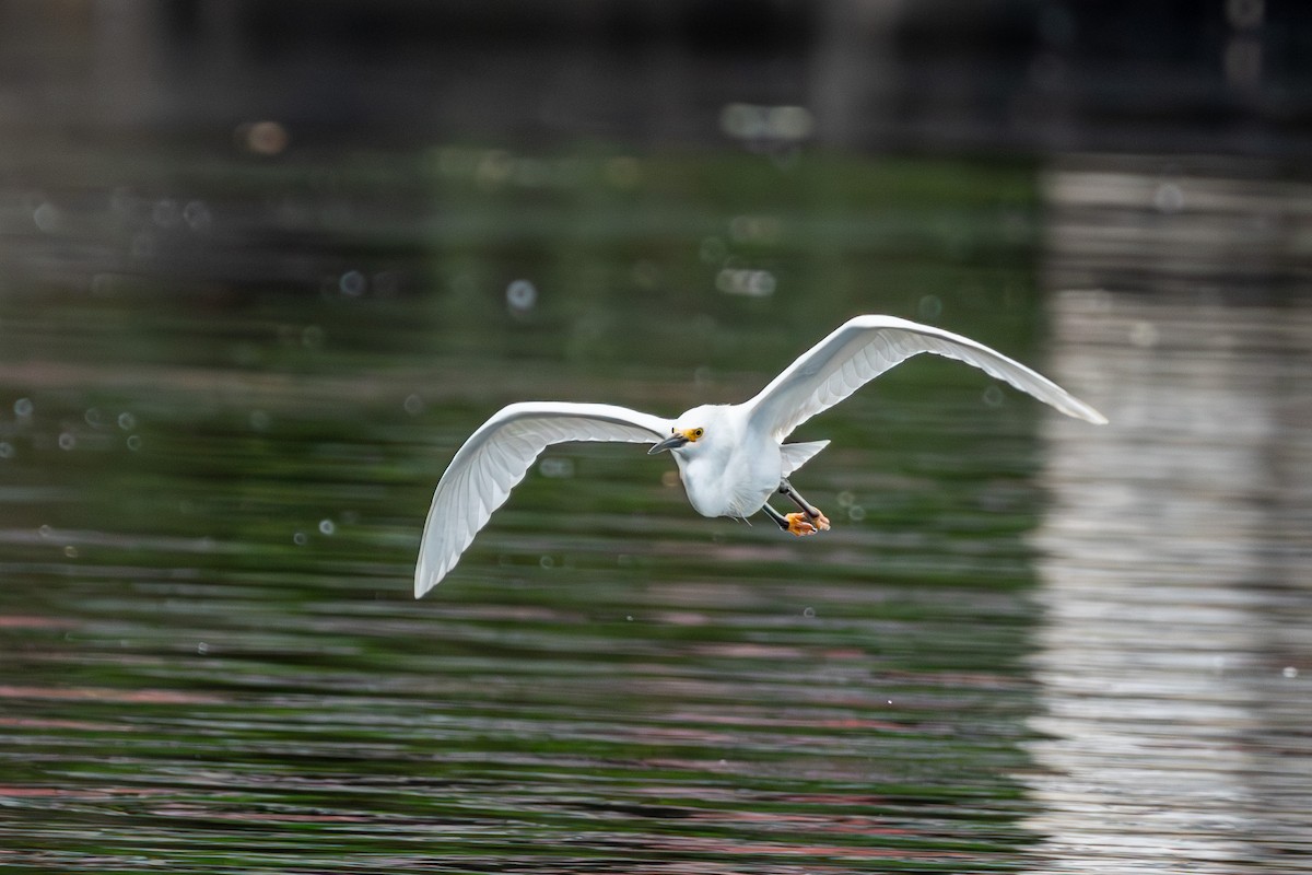 Snowy Egret - ML609201353