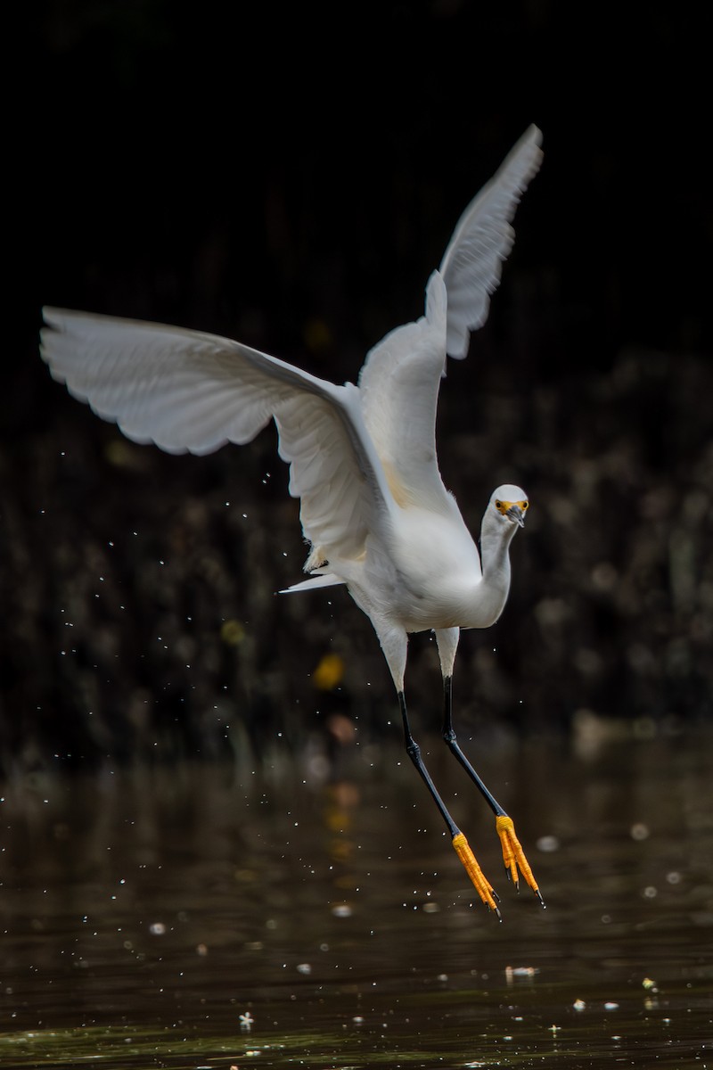 Snowy Egret - ML609201354