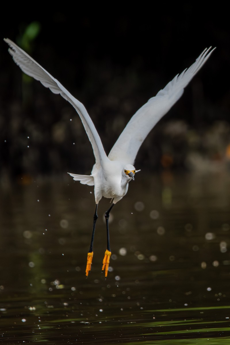 Snowy Egret - ML609201357